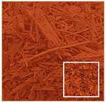 Cedar